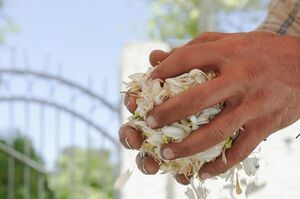 عکس/ شکوفایی و عطرآکنی بهارنارنج در شیراز