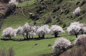 عکس/ لبخند شکوفه‌های بهاری در کوهستان چالوس