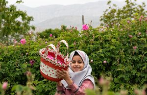 عکس/ برداشت گل محمدی به یاد دانش‌آموزان شهید میناب