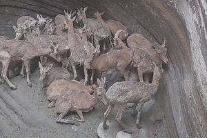 تصاویری از گله میش‌های وحشی در دماوند