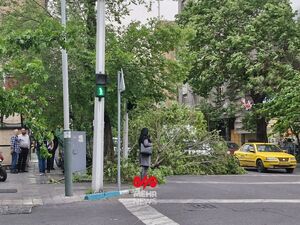 شکسته شدن درخت‌ها در پی وزش باد شدید در تهران