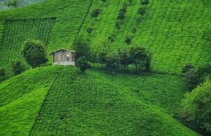 تصاویری از طبیعت چشم‌نواز گیلان