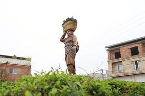عکس/ برداشت برگ سبز چای بهاره در کلارآباد