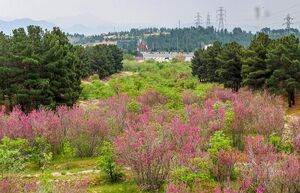 عکس/ به رنگ ارغوان