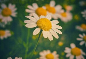 ۱۰ تصویر خوش‌بو ببینید!