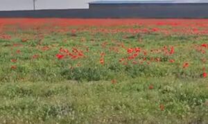 فیلم/ طبیعت زیبای لاله‌زار مشگین شهر