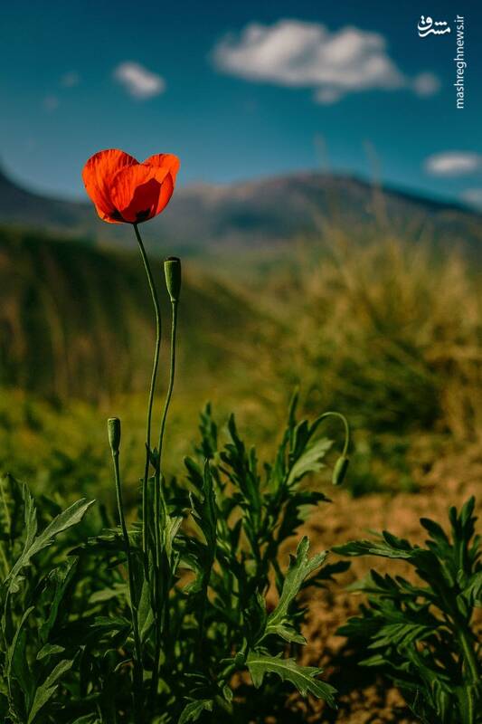 ۱۰ تصویر خوش‌بو ببینید