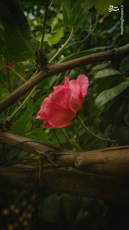 ۱۰ تصویر خوش‌بو ببینید