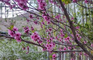 عکس/ شکوفه‌های بهاری شهمیرزاد