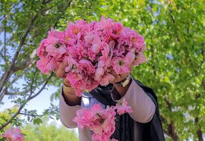 عکس/ برداشت گل محمدی و گلاب گیری در قزوین