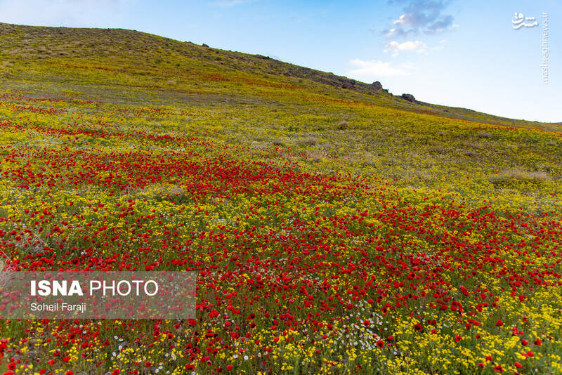 عکس/ طبیعت هزار رنگ جلگه ارومیه