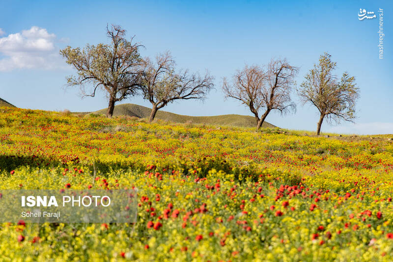 عکس/ طبیعت هزار رنگ جلگه ارومیه