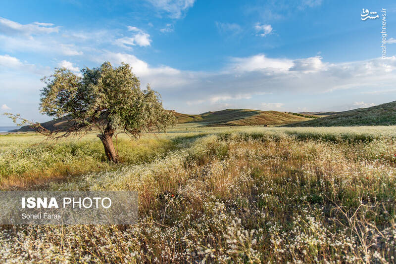 عکس/ طبیعت هزار رنگ جلگه ارومیه