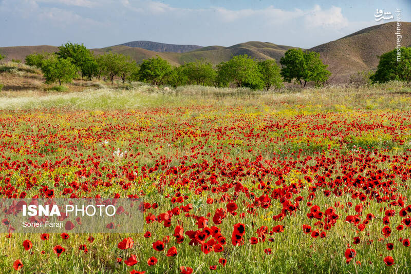 عکس/ طبیعت هزار رنگ جلگه ارومیه