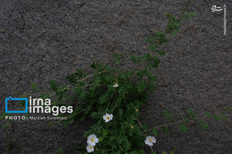عکس/ باغ گیاه‌شناسی ملی ایران