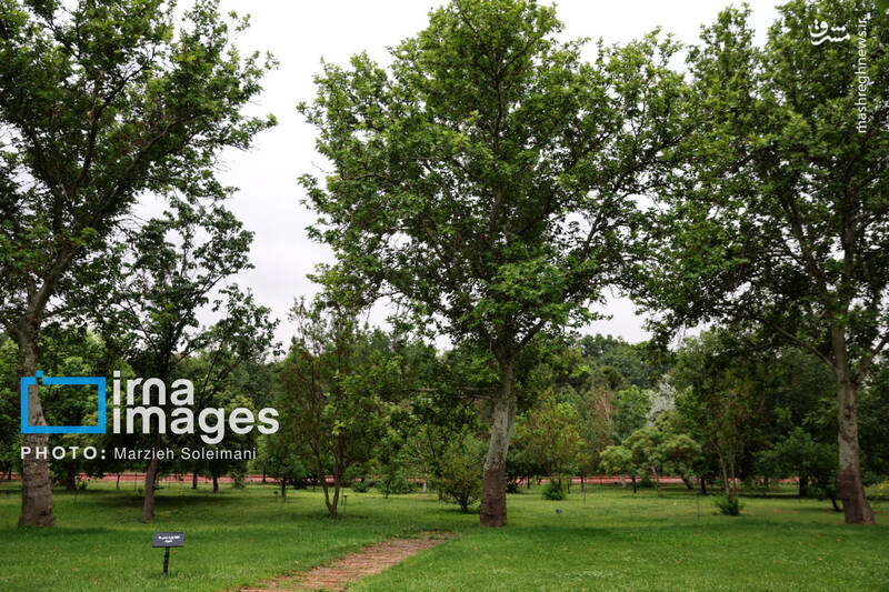 عکس/ باغ گیاه‌شناسی ملی ایران