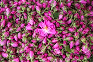 عکس/ برداشت گل محمدی از مزارع خراسان‌شمالی