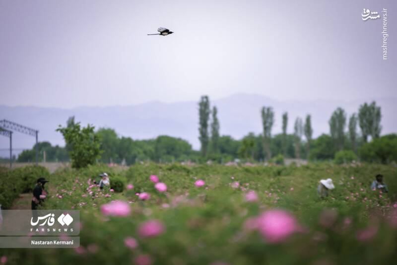 عکس/ مزارع البرز غرق عطر گل محمدی