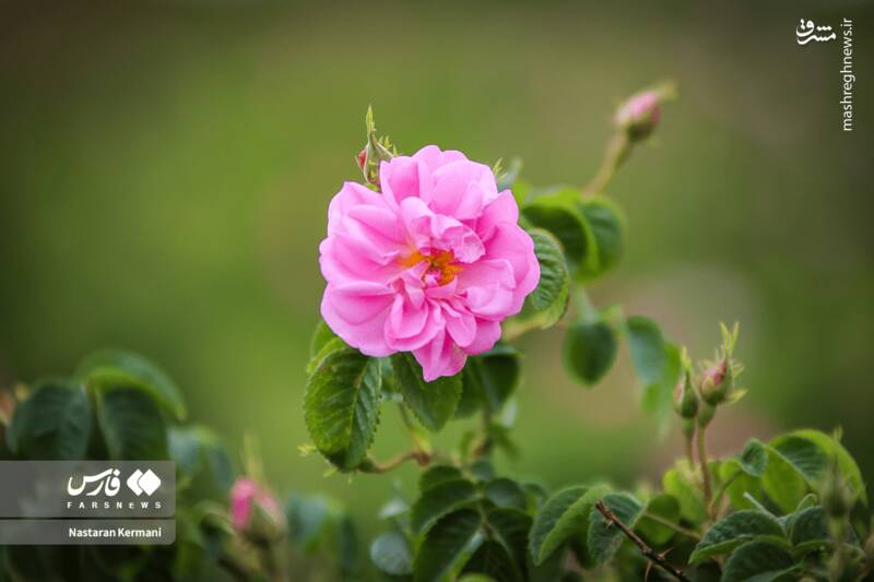 عکس/ مزارع البرز غرق عطر گل محمدی