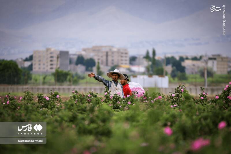 عکس/ مزارع البرز غرق عطر گل محمدی