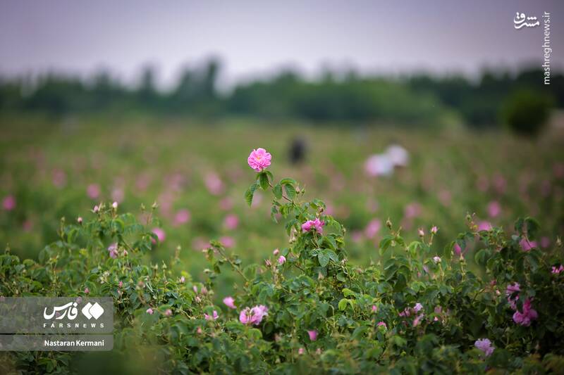 عکس/ مزارع البرز غرق عطر گل محمدی