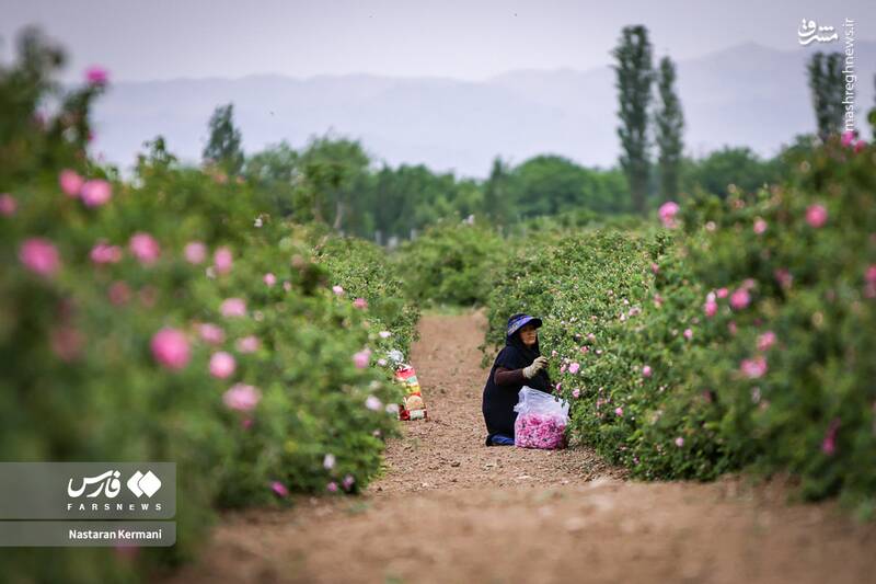 عکس/ مزارع البرز غرق عطر گل محمدی