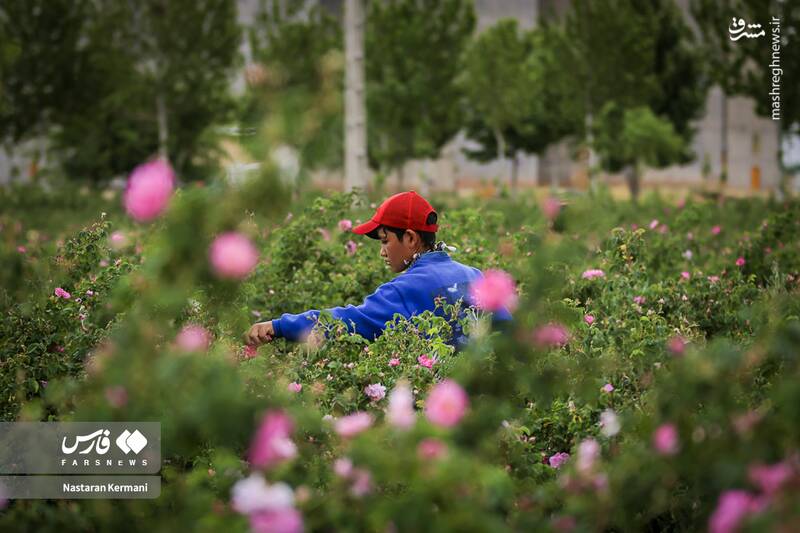 عکس/ مزارع البرز غرق عطر گل محمدی