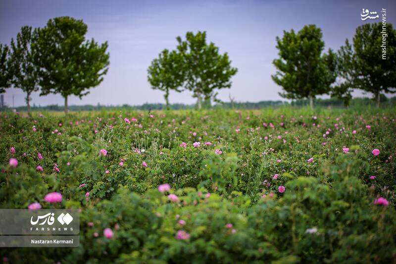 عکس/ مزارع البرز غرق عطر گل محمدی