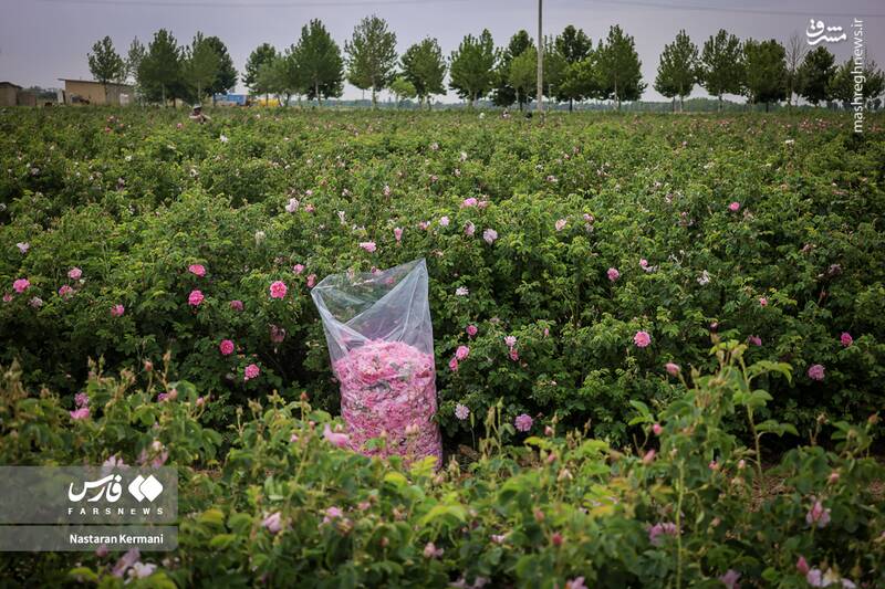عکس/ مزارع البرز غرق عطر گل محمدی