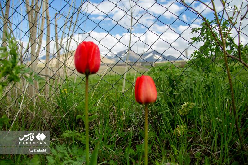 عکس/ مزرعه لاله در روستای "اسپره خون" تبریز