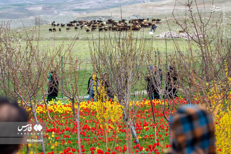 عکس/ مزرعه لاله در روستای "اسپره خون" تبریز