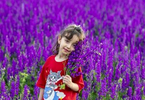 عکس/ فرش سرخ شقایق‌ها و بنفش اسطوخودوس در همدان