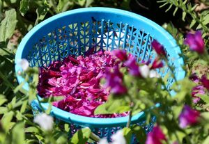 عکس/ برداشت گل گاو زبان در اشکورات رودسر