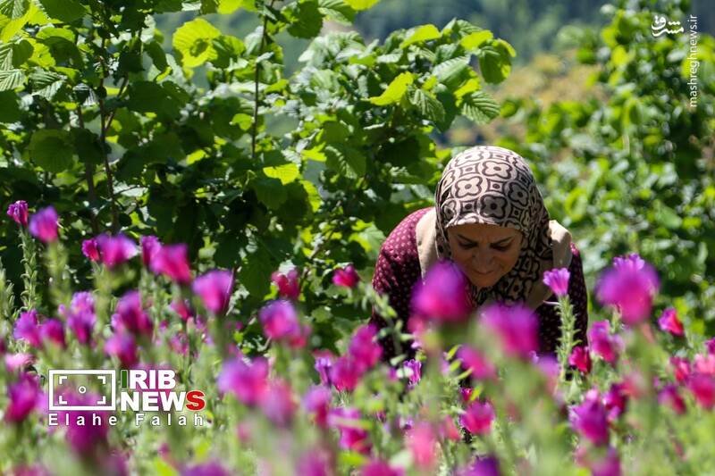 عکس/ برداشت گل گاو زبان در اشکورات رودسر
