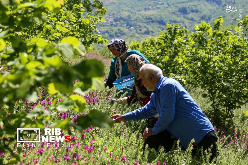 عکس/ برداشت گل گاو زبان در اشکورات رودسر