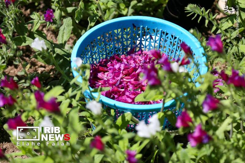عکس/ برداشت گل گاو زبان در اشکورات رودسر
