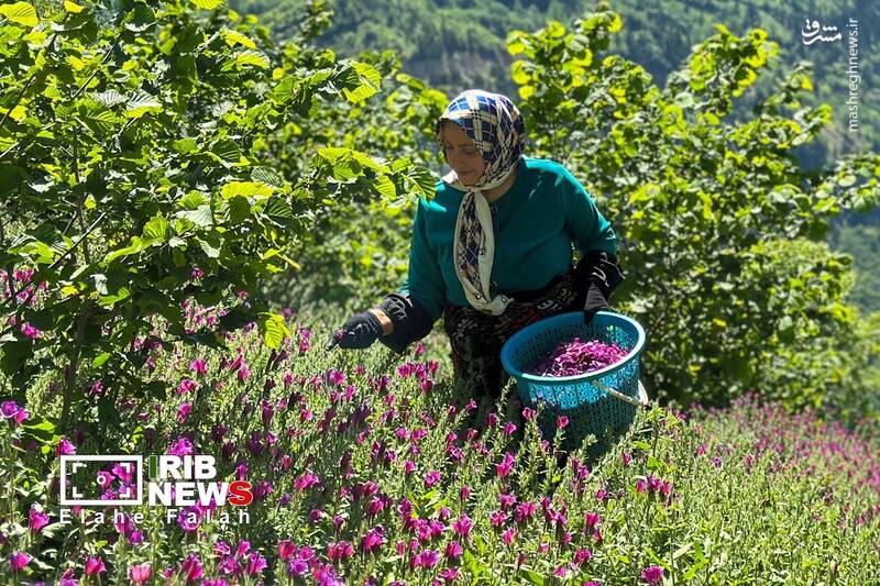 عکس/ برداشت گل گاو زبان در اشکورات رودسر