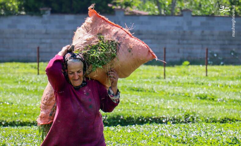 چاي،برگ،بهاره،طلايي