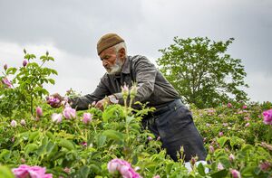 عکس/ برداشت گل‌ محمدی در روستای «فرُخَد» مشهد