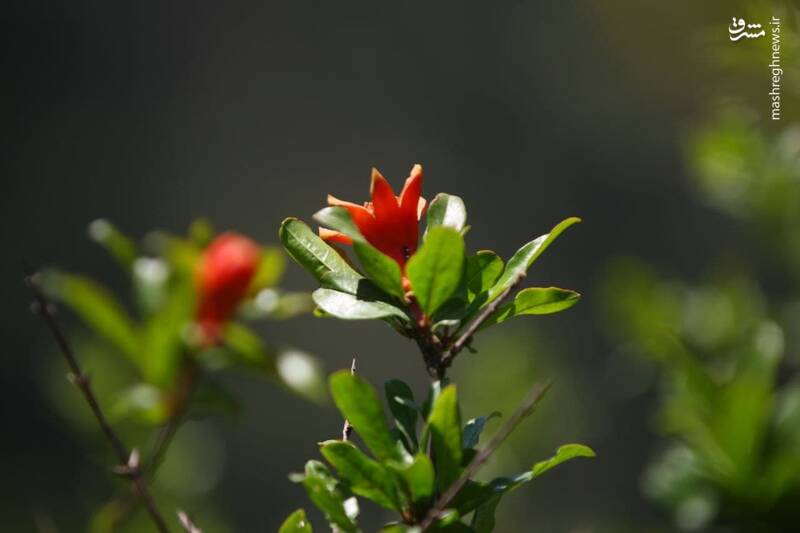 عکس/ غار دربند رشی