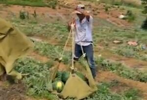 هندوانه‌ها سوار پهپاد شدند!