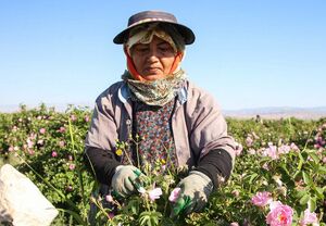 برداشت گل محمدی از مزارع روستای ولی آباد اسفراین