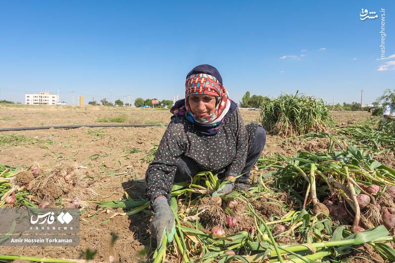 عکس/ برداشت سیر در همدان