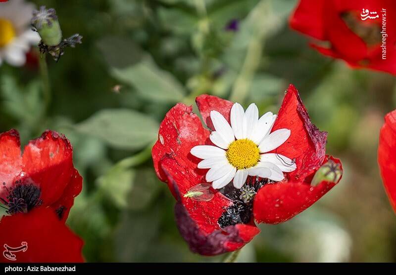 عکس/ دشت شقایق‌ها در خرم‌آباد