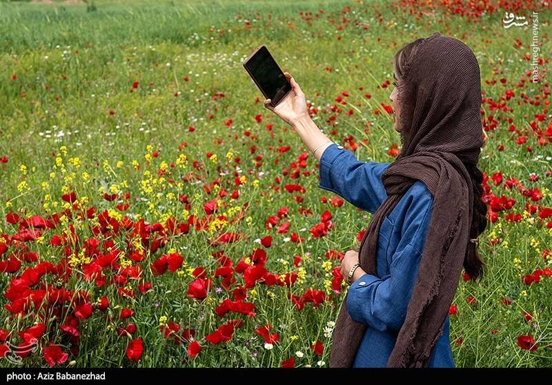 عکس/ دشت شقایق‌ها در خرم‌آباد