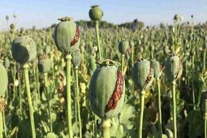 برخورد قاطع با کشت غیرمجاز خشخاش؛ از زارعان تا مسئولان متخلف