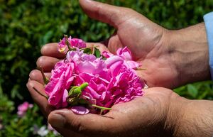 برداشت گل محمدی از مزارع چلیچه