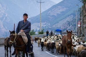 کوچ سالانه دامداران سنتی در محور کرج چالوس