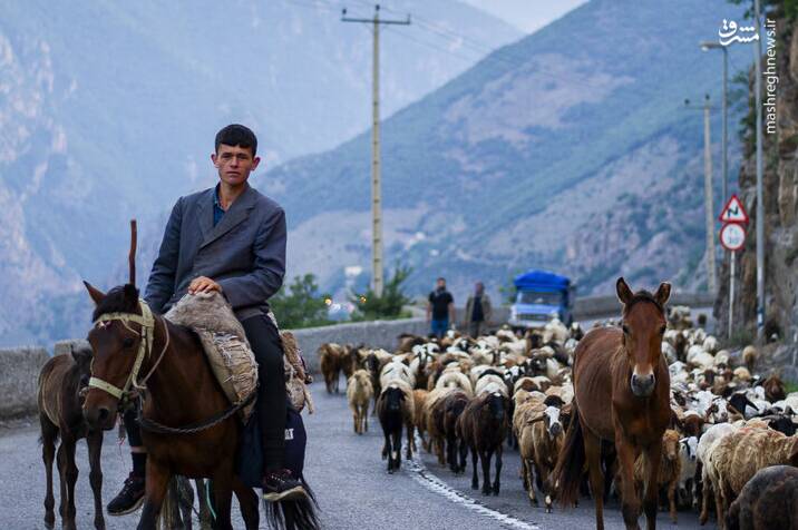 عکس/ کوچ سالانه دامداران سنتی در محور کرج چالوس