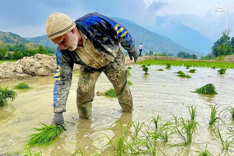عکس/ آغاز نشاکاری برنج در کوهستان‌های مازندران